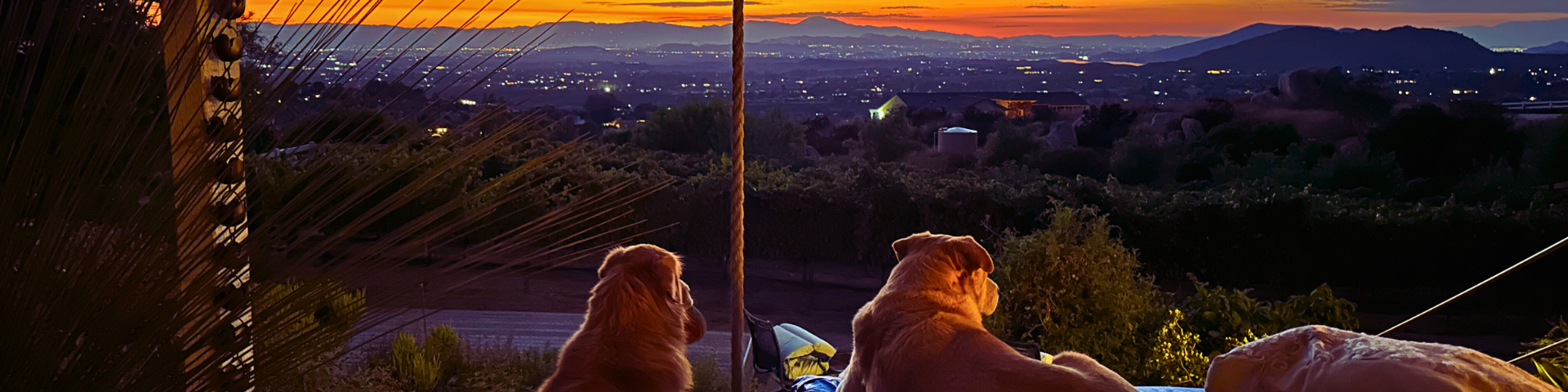 slide-sunset-pups-1